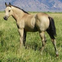A Peach Hawks Nicole Wix What a gorgeous palomino filly. She is very quick, athletic and has lots of style.