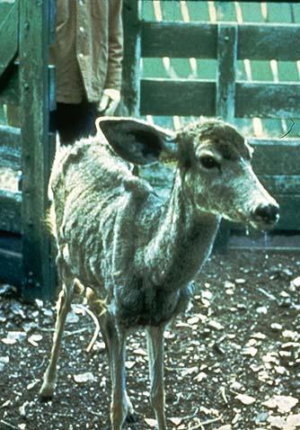 Chronic Wasting Disease: What is it?
