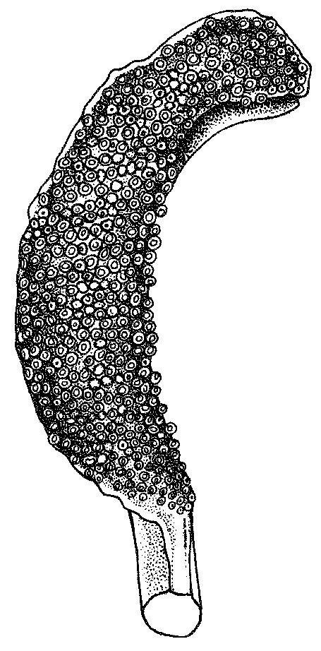 - 30 - Sepia aculeata Orbigny, 1848 SEP Sep 5 Sepiaaculeata Orbigny, 1848 (in1834-1848), Hist.nat.Ceph.acetab., 287. Synonymy : Sepia indica Orbigny, 1848 (in 1834-1848).