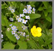 Forget-me-Nots and Morning Glory dot the Coastline Read more about Maine in the