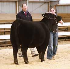 reserve grand champion Angus-based steer was owned by Kelsy Wolfe, Mount Airy, Md., and weighed 950 lb. Premier Breeder was Prairie View Farm, Gridley, Ill.