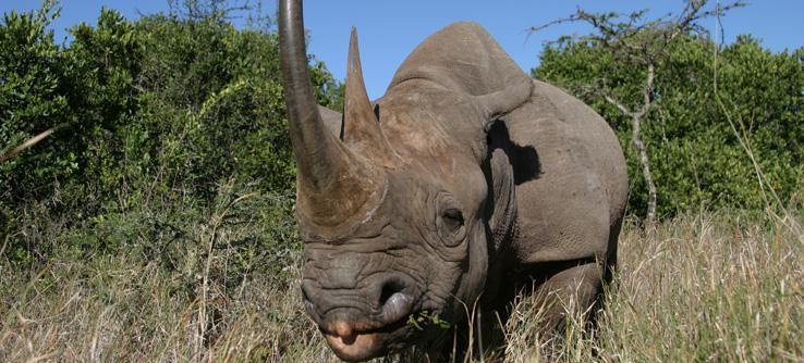 Poaching The black rhino in Africa,