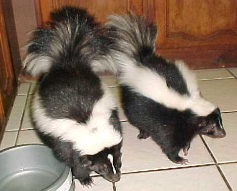 Holding of skunks and caging