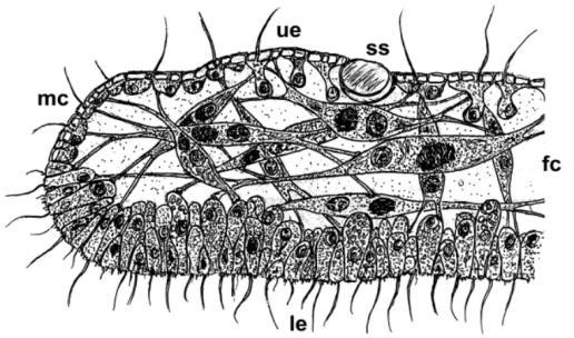 PLACOZOA Small multicellular hairy sticky flat things BODY PLAN 5 CELL TYPES Two species described in this phylum 1. Trichoplax adharens 2.