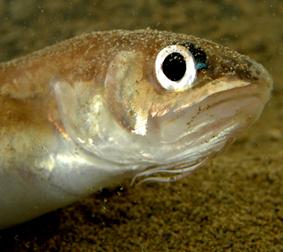 2016) Year-round characterisation of fish vocal activity Ophidion rochei (Kéver et al.