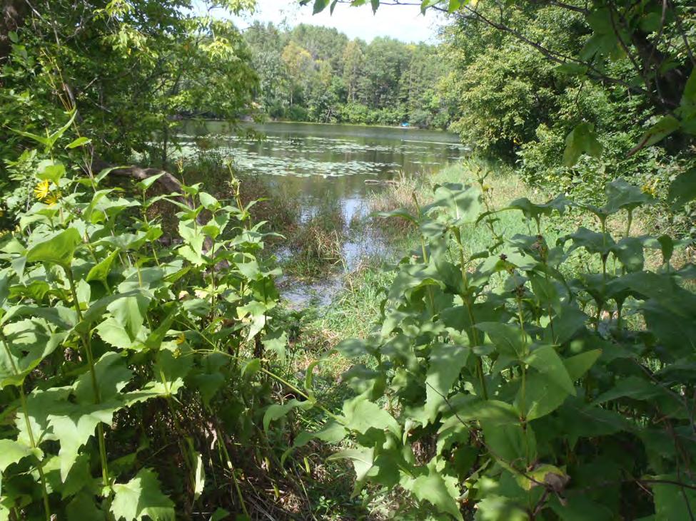 General Findings of This Study Native shoreline conditions offer good wildlife habitat. Submerged plants were abundant covering 28 out of 30 acres.