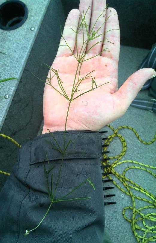 Figure 1. A starry stonewort specimen that depicts its whorled branchlets in, MN (DOW 73020000). Photo taken on 20 August 2015 by Christine Jurek, MNDNR.