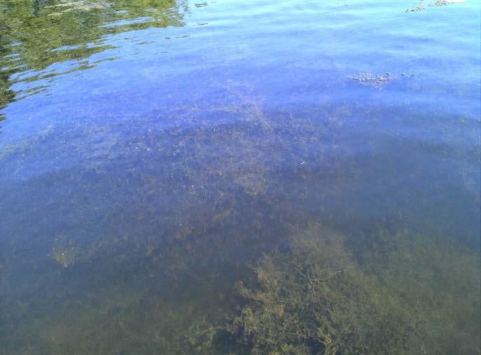 Since this was the first report of starry stonewort in the state, a rapid response to initially survey the lake was a high priority.