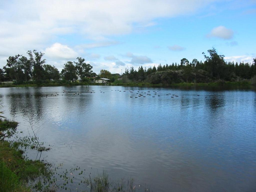 7 Figure 2. Lake Rotokaeo, Hamilton, looking from north to south. 4. Results Water temperature recorded at the start of fishing was 21.