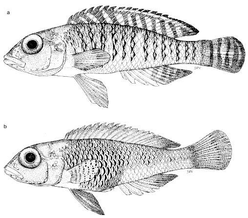 A Taxonomical Comparison of Riverine and Lacustrine Lamprologus and Shell Dwelling Neolamprologus Species, with Consideration of Morphological and Phylogenetic Classifications Daniel Schenck,