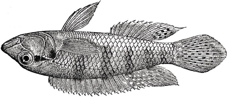 The Lamprologus and Neolamprologus genera belong to the Lamprologini tribe of cichlid fish, which contains over 90 species in seven genera: Lamprologus, Neolamprologus, Altolamprologus,