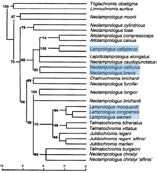 Sturmbauer et al. (1994) examined the mitochondrial DNA (mtdna) from 25 species of lamprologine cichlids including Lamprologus callipterus, L. mocquardii, L. congoensis, L.