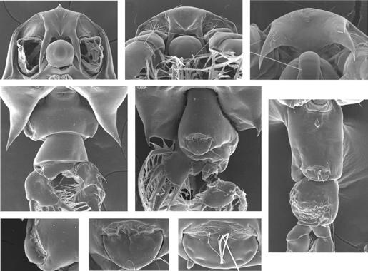 Jeong et al. Labidocera Species in the Tsushima Warm Current 519 bengalensis), and 4) the 5th legs have a bifurcate endopod (conical endopod in L.