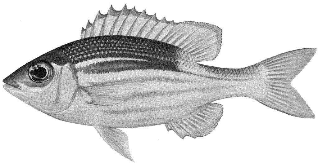 17 2.3 Information by Species Gnathodentex Bleeker, 1873 LETH Gnath Genus : Gnathodentex Bleeker, 1873a: 41. Type-species Sparus aurolineatus Lacepède, 1803, by original designation.