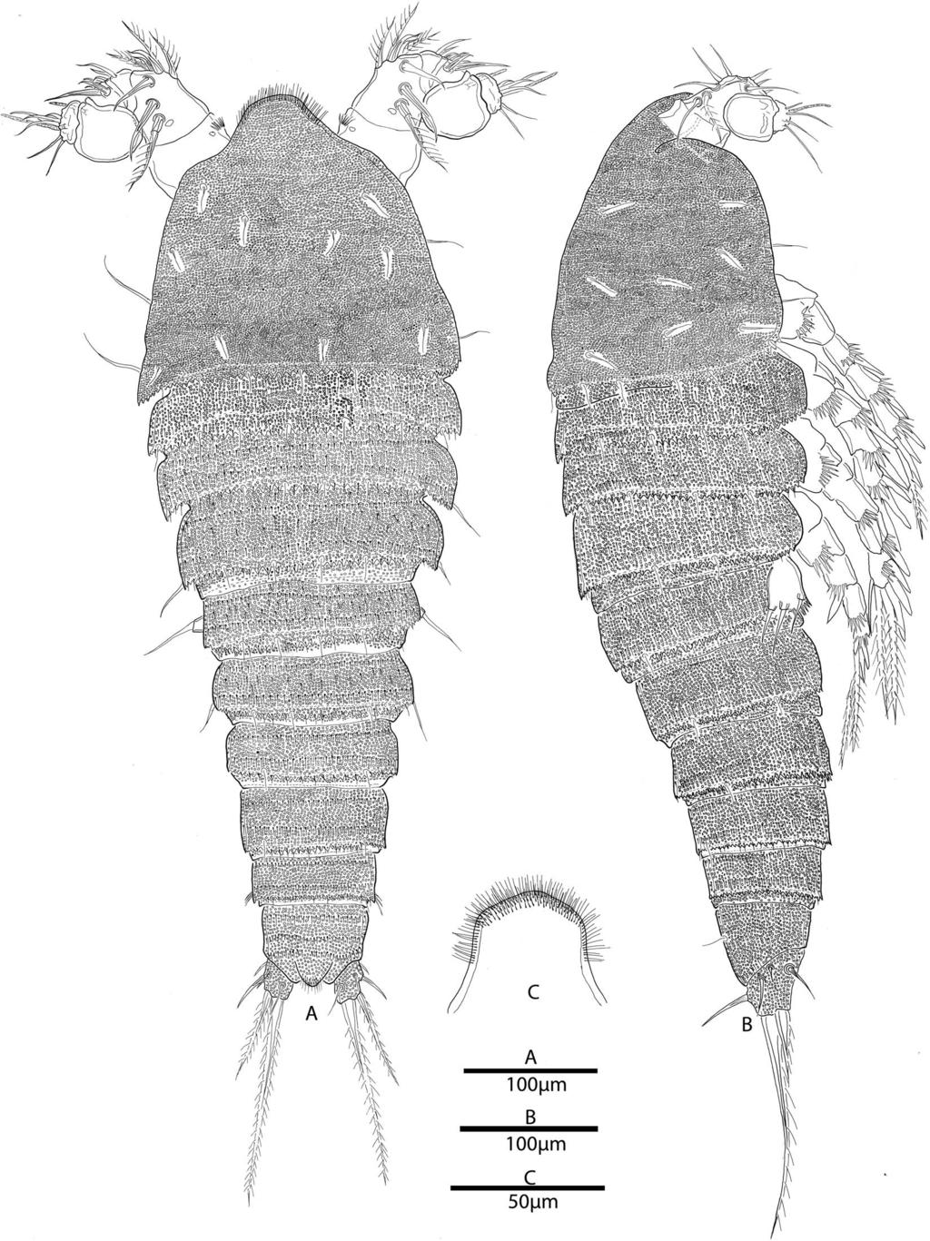 VOLUME 129 223 Fig. 9. dorsal. Nannopus ganghwaensis.