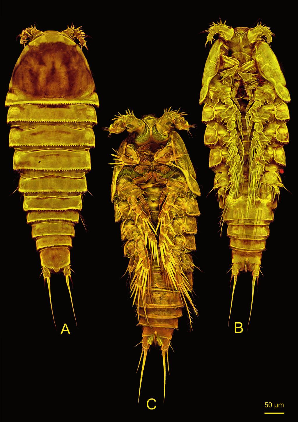 VOLUME 129 215 Fig. 1. Nannopus ganghwaensis. Female. CLSM images.