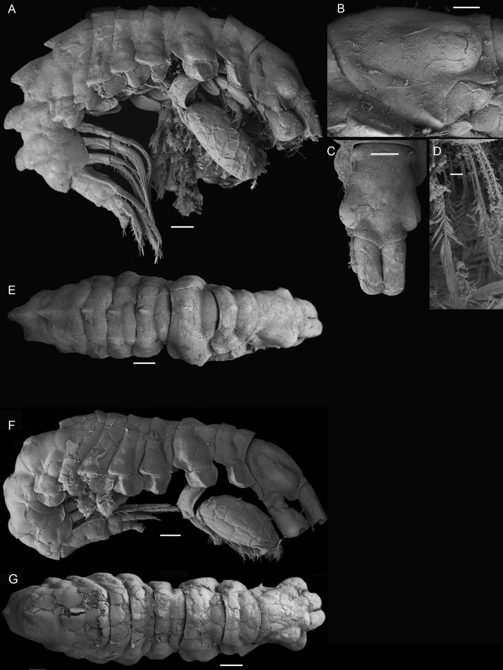 Hughes: podocerid amphipods of tropical Australia 11 Figure 8. Podocerus ferreus sp. nov. paratype male, 4.8 mm, AM P.85670, Darwin Harbour, Northern Territory.