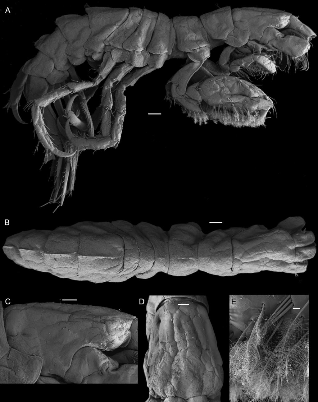 20 Records of the Australian Museum (2013) Vol. 65 Figure 14. Podocerus ornontes sp. nov. male, 6.2 mm, AM P.87034, Cobourg Peninsula, Northern Territory.