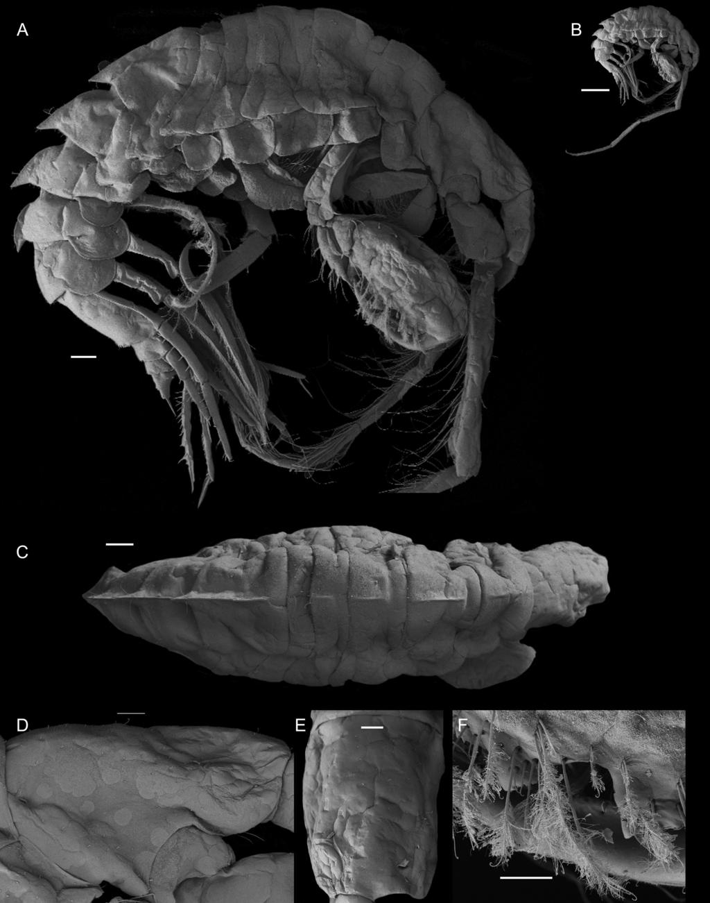 Hughes: podocerid amphipods of tropical Australia 21 Figure 15. Podocerus ornontes sp. nov. female, 7.8 mm, AM P.87031, Cobourg Peninsula, Northern Territory.