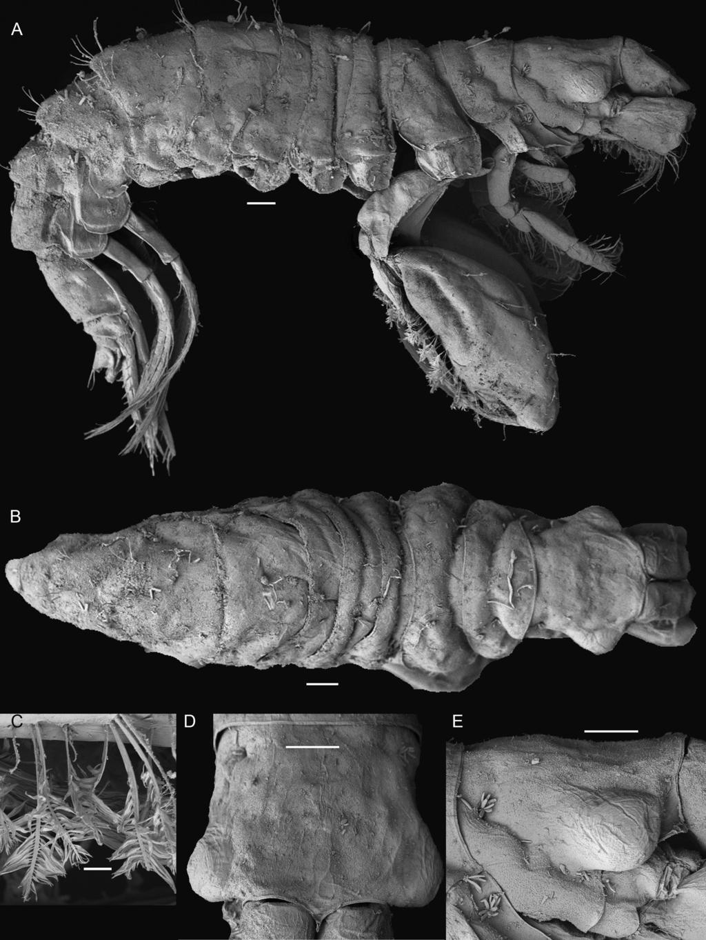 Hughes: podocerid amphipods of tropical Australia 27 Figure 20. Podocerus talegus lawai Barnard, 1970, male, 3.3 mm, AM P.85668, McCluer Island, Northern Territory.