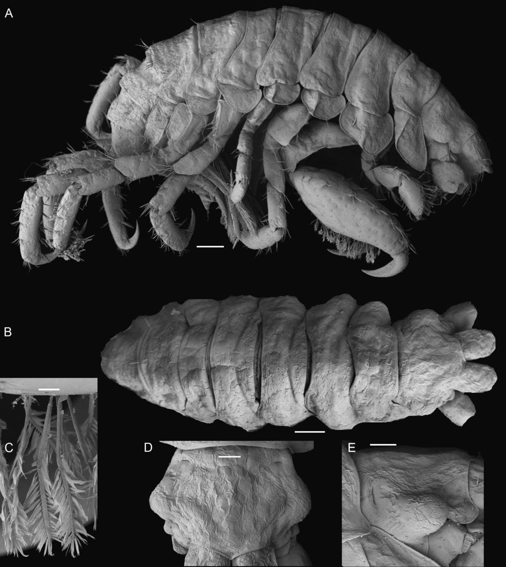 Hughes: podocerid amphipods of tropical Australia 33 Figure 24. Podocerus zeylanicus (Walker, 1904), male, 4.6 mm, AM P.85665, Cygnet Bay, Western Australia.