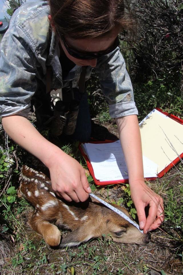 WY Range Mule Deer Fawn Study Game and Fish personnel from both the Jackson and Pinedale regions joined researchers from the Wyoming Cooperative Fish and Wildlife Research Unit and numerous other