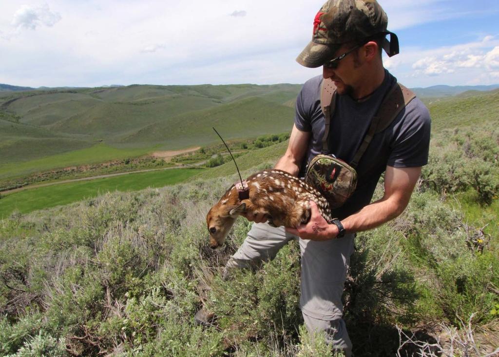 A cadre of wildlife biologists and volunteers were able to locate a total of 53 newborn mule deer fawns and fit them with expandable tracking collars allowing researchers to monitor their survival