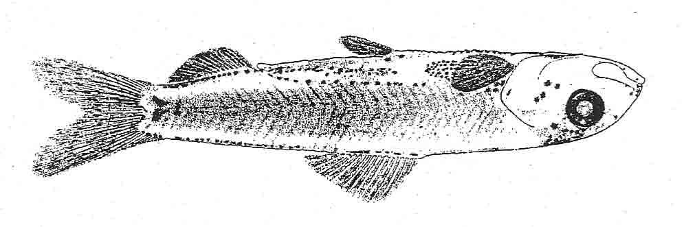 204 Harengula jaguana Poey, 1865 Clupeidae Scaled sardine Range: Habitat: Western North Atlantic Ocean from New Jersey to southern Brazil, including Gulf of Mexico and Caribbean Sea Pelagic and