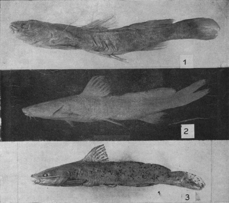 Study ojbagridfishes 223 Figures 1-3. I. Mystus pluriradiatus (Vaillant). Lateral view of type specimen 92-47, Museum National d'hisroire Naturelle, Paris. 2. Pelteobagrus elongatus (Gunther).