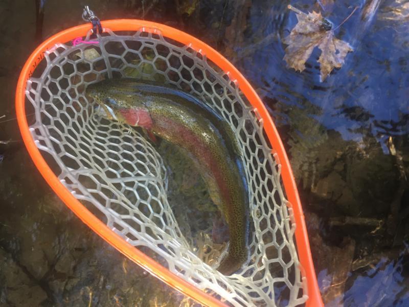 Watauga a few days ago. Attached are pics of the big fish I caught on the Watauga...Within about 30 minutes I landed these large Rainbows that were 20+/- inches...one an easy 22.