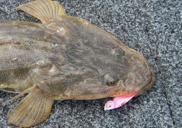 One of Andy s flathead on the 1/4oz Pink Bimbo Switchblade. Positioning the boat over some bait I sounded up holding close to the bottom in the deeper channel, I made a cast.