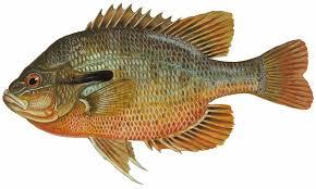 Generally caught through still-fishing and fly-fishing. Blue Gill Color is mostly a yellowish gold with lateral black stripes down its body.