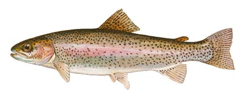 Rainbow Trout Skills Required Correctly identify all fish caught throughout the period Casting Award Objective The camper will be able to show accuracy when casting Prerequisites None Safety Rules