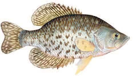 Crappie Crappies are found in most area lakes, with some in the river system as well. They can grow over two pounds.