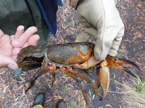 hydrological regime of headwater streams have put this species at imminent risk of extinction. The Fitzroy Falls Spiny Crayfish is listed as a critically endangered species in NSW.
