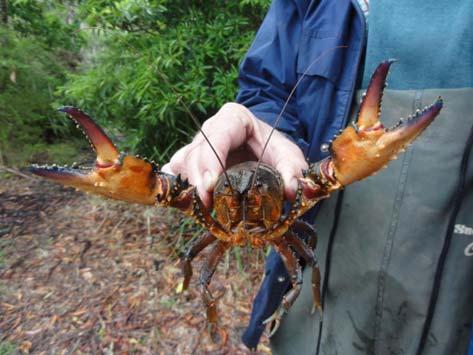 Potential illegal harvest or misidentification with the common Yabby.
