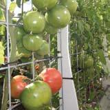 Grow 100% organically Keeps out the tiniest of nasties Throws 20% shade Patented frame Trellis