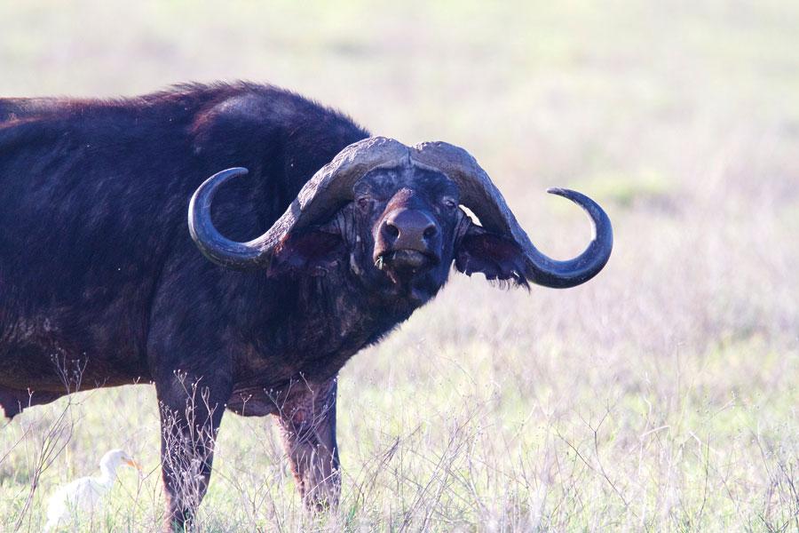 Cape buffalo generated R145 million in