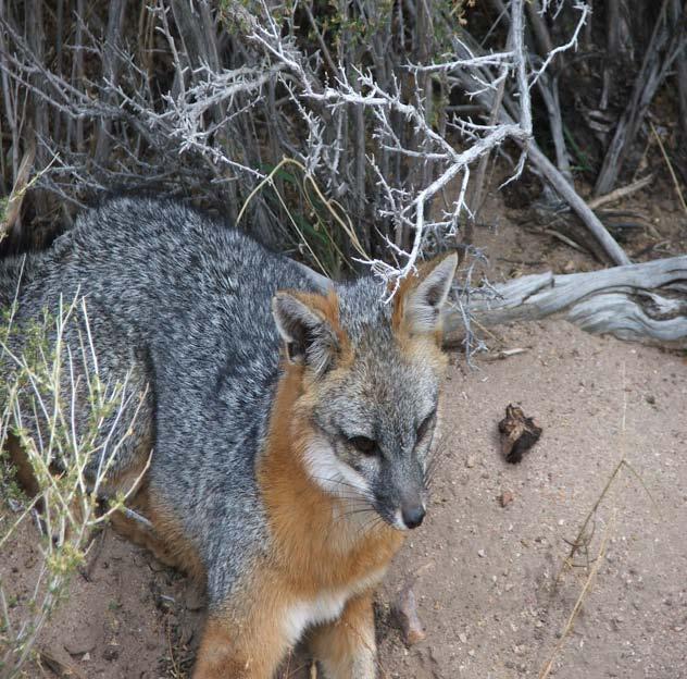 Northern Nevada This is a two-day all-inclusive Predator Calling adventure in central Nevada