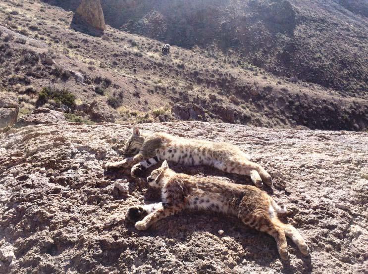 Nevada Predator Trapping Adventure Relive the days of Jim Bridger and Kit Carson! Come trap predators in Southern Nevada.
