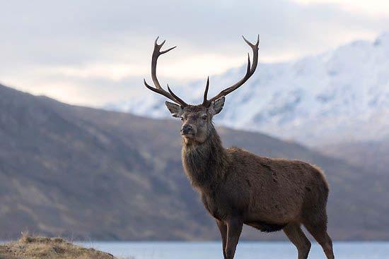 Scotland Stag Donation is from International Adventures Unlimited for 1 hunter and one Red Stag in the hills of Perthshire, Scotland at the 18 th Century Duke s Estate for 7 days, including travel,