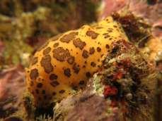 a nudibranch Photos by