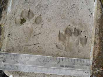 If no signs are found record the survey as negative on your record form. 5. Please record signs of mink (scats and footprints) if you are sure of your identification. 6.