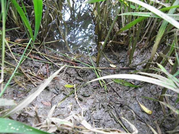 Water voles (water vole training course essential) The strongholds for water vole are along the coastal borrow dykes, ditches, streams and drains of the Dengie, Rochford and Tendring peninsulas but