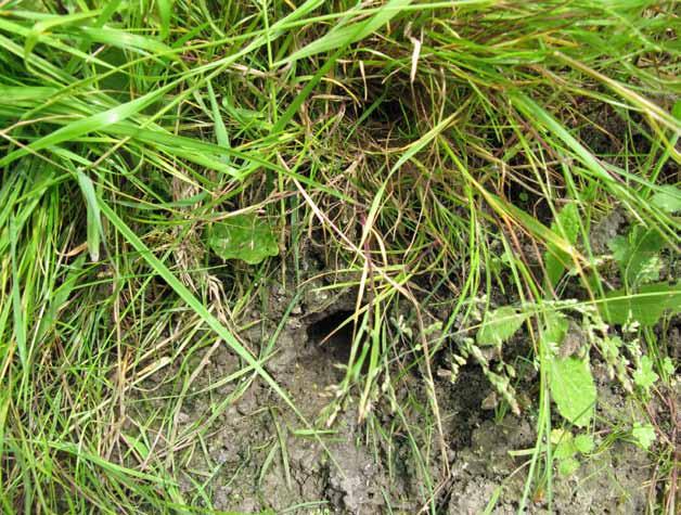 Please tick the relevant boxes if you see:- 1. Latrines or droppings. These are distinctive, tic tac shape and size, often brown or green and the best evidence for water vole presence. 2.