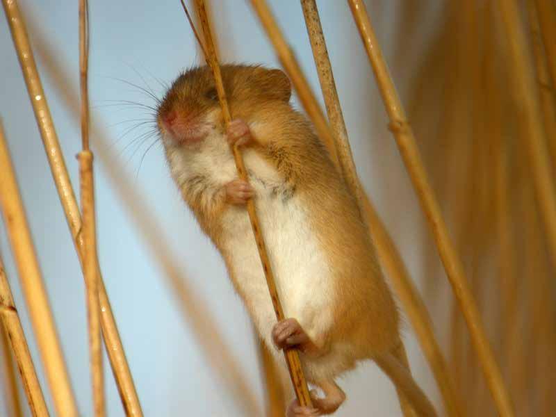Harvest Mouse (previous experience useful) Any habitat that includes long grasses or similar tall vegetation is suitable for harvest mice (our smallest UK rodent).