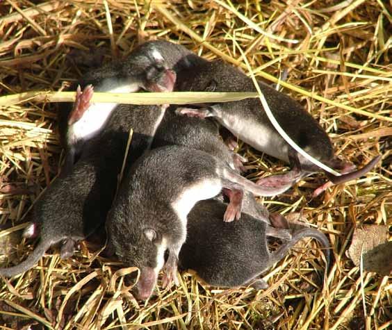 Nests of water shrews may be found in wetland areas along with the adult animals.