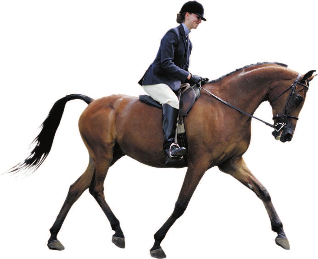 When choosing a horse to ride, look at the horse s conformation, or overall body shape.