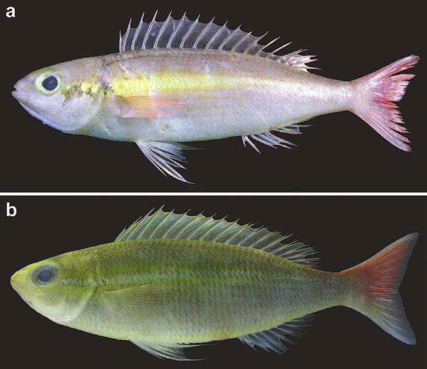 Coloration of Pentapodus aureofasciatus ernmost record (Okinawa Island). Several other aspects of the biology of P. aureofasciatus are also reported herein.