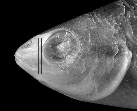 Coloration of Pentapodus aureofasciatus Fig. 4. Head of Pentapodus aureofasciatus. KAUM I. 285, male, 158.5 mm SL.